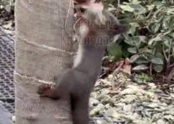 В Краснодаре в парке Галицкого пушистого вандала поймали с поличным