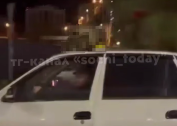 Два енота устроили оргию на крыше мчащегося такси в Сочи