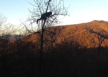 Леопард Казбек два дня пытался покорить верхушку дерева в заповеднике Сочи