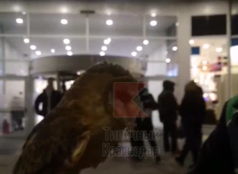 В Краснодаре возле «Галереи» мужчина предлагает фото с совой