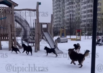 В Краснодаре жители обеспокоены стаей бродячих собак в сквере «Изумрудный»