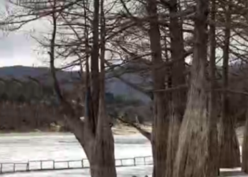 Болотные кипарисы на озере Сукко под Анапой оказались в ледяном плену