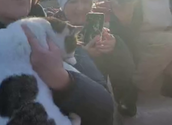 Кошка Муся, сброшенная со скалы в Крыму, спасена и стала героиней соцсетей