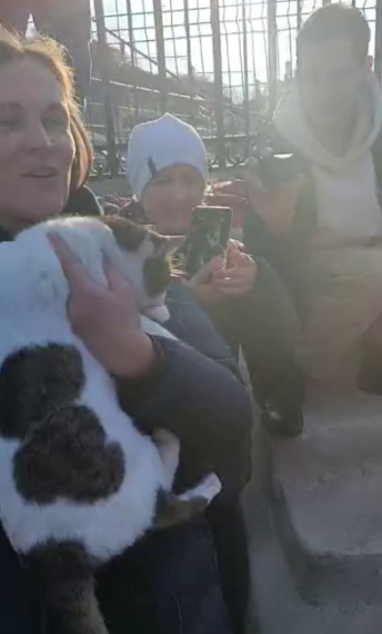 Кошка Муся, сброшенная со скалы в Крыму, спасена и стала героиней соцсетей