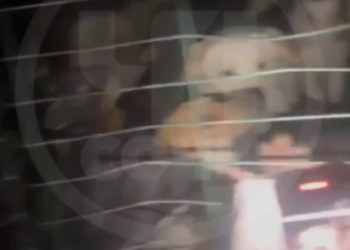 Грузовик с запертыми внутри собаками очевидцы обнаружили рядом с Сочи