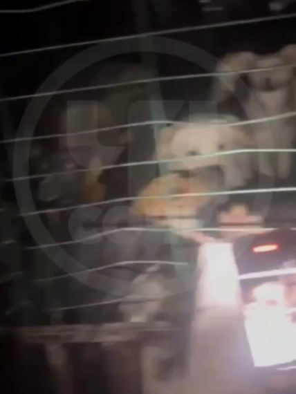 Грузовик с запертыми внутри собаками очевидцы обнаружили рядом с Сочи