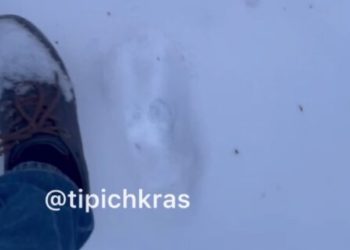 На Кубани могут исчезнуть бродячие собаки: за ними ужесточат контроль