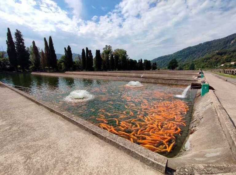 Сочинский форелеводческий завод стал лучшим в крае