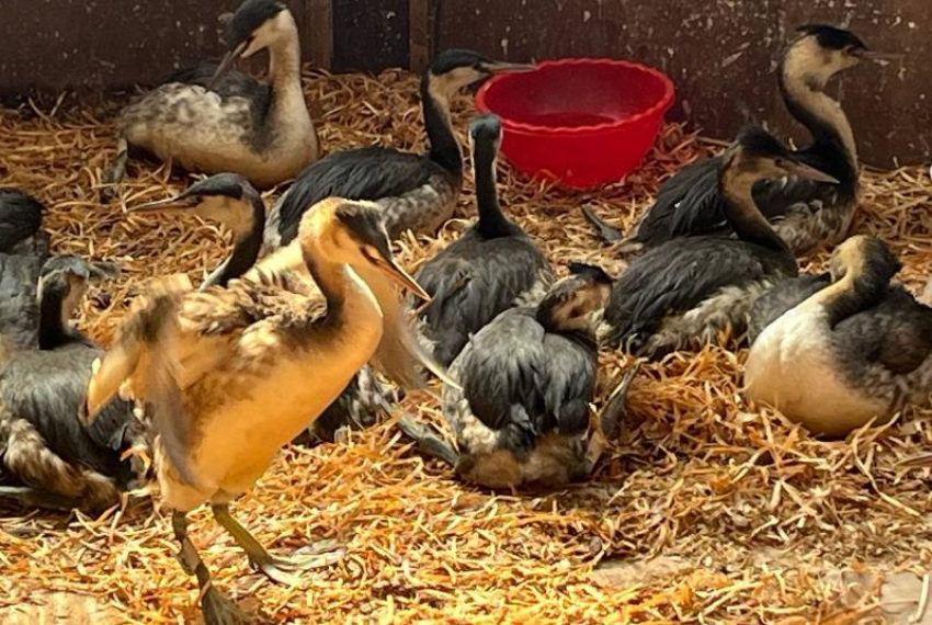 За двое суток 50 птиц в мазуте нашли в Сочи