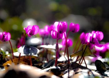 Краснокнижные редкие цикламены распустились под Сочи