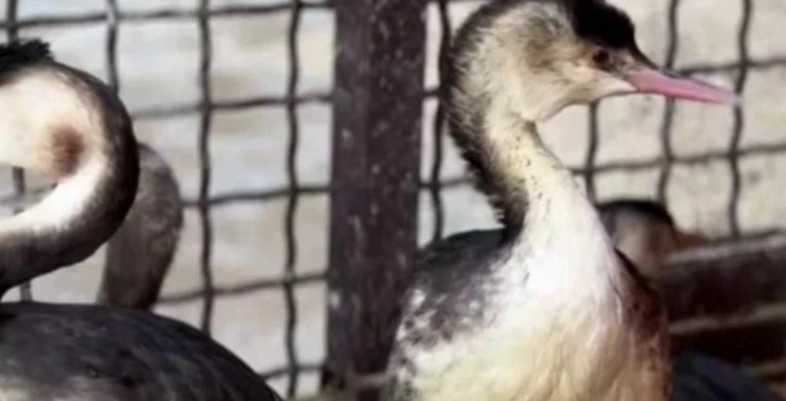 В Сочи зафиксирован резкий рост числа птиц, загрязненных мазутом