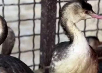 В Сочи зафиксирован резкий рост числа птиц, загрязненных мазутом