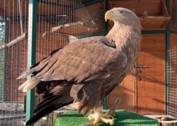 Белохвостые орланы в Сочи обустроили свои гнезда к весне