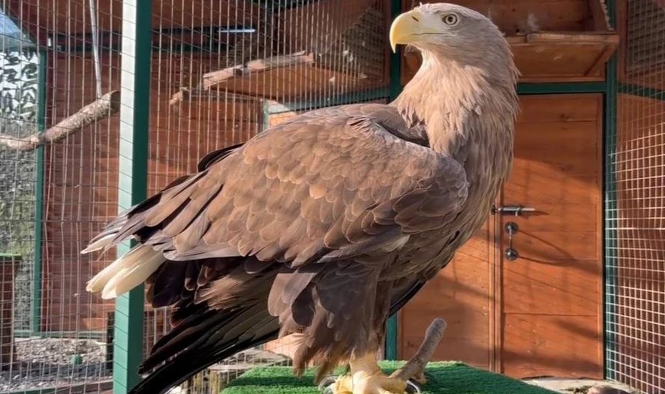 Белохвостые орланы в Сочи обустроили свои гнезда к весне