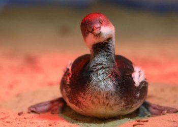 Спасенную чомгу от мазута по кличке Чупа-Чупс выпустили на волю в Сочи