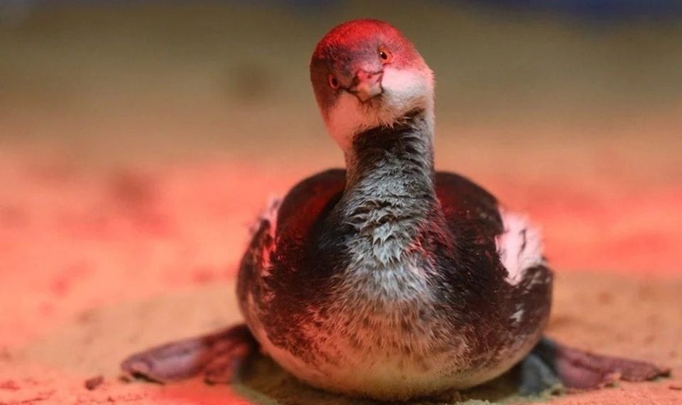 Спасенную чомгу от мазута по кличке Чупа-Чупс выпустили на волю в Сочи