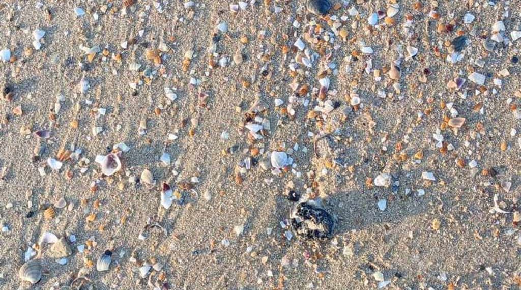 Новые выбросы мазута заметили на пляжах «Премьера» и Джемете