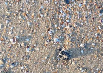 Новые выбросы мазута заметили на пляжах «Премьера» и Джемете