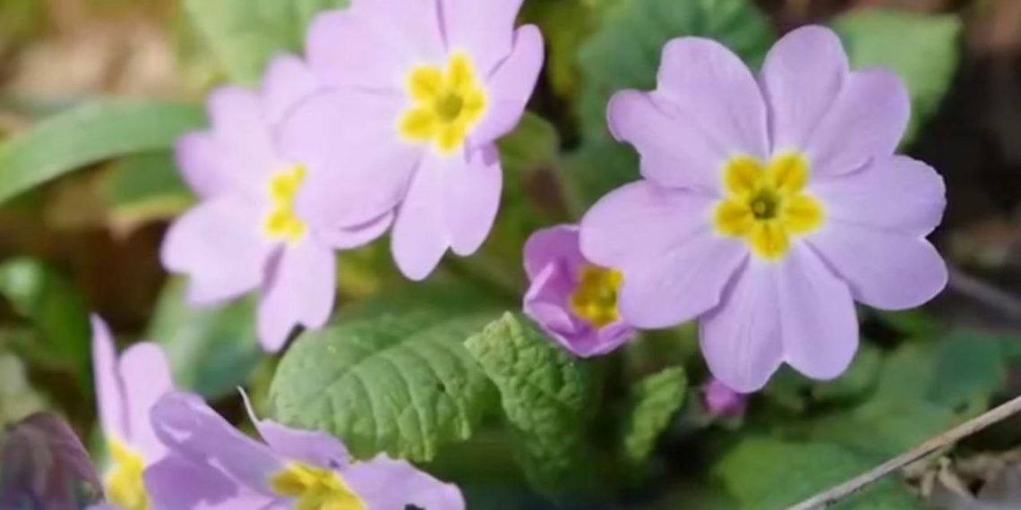 Штрафы за уничтожение растений в нацпарке Сочи достигли 4500 рублей за цветок