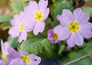 Штрафы за уничтожение растений в нацпарке Сочи достигли 4500 рублей за цветок