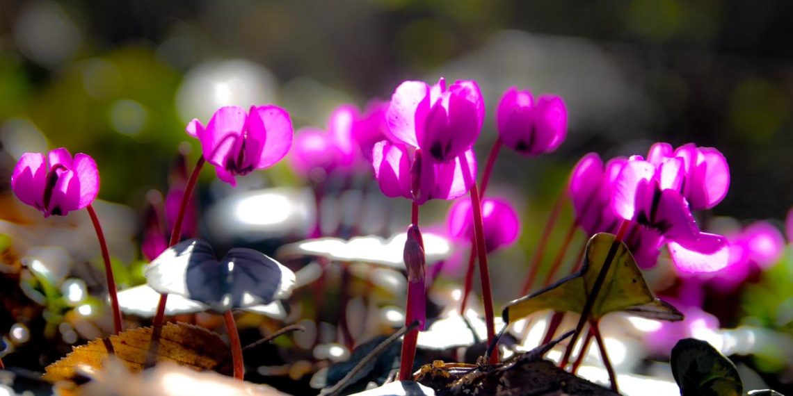 В горах Сочи расцвели краснокнижные цикламены