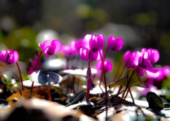 В горах Сочи расцвели краснокнижные цикламены