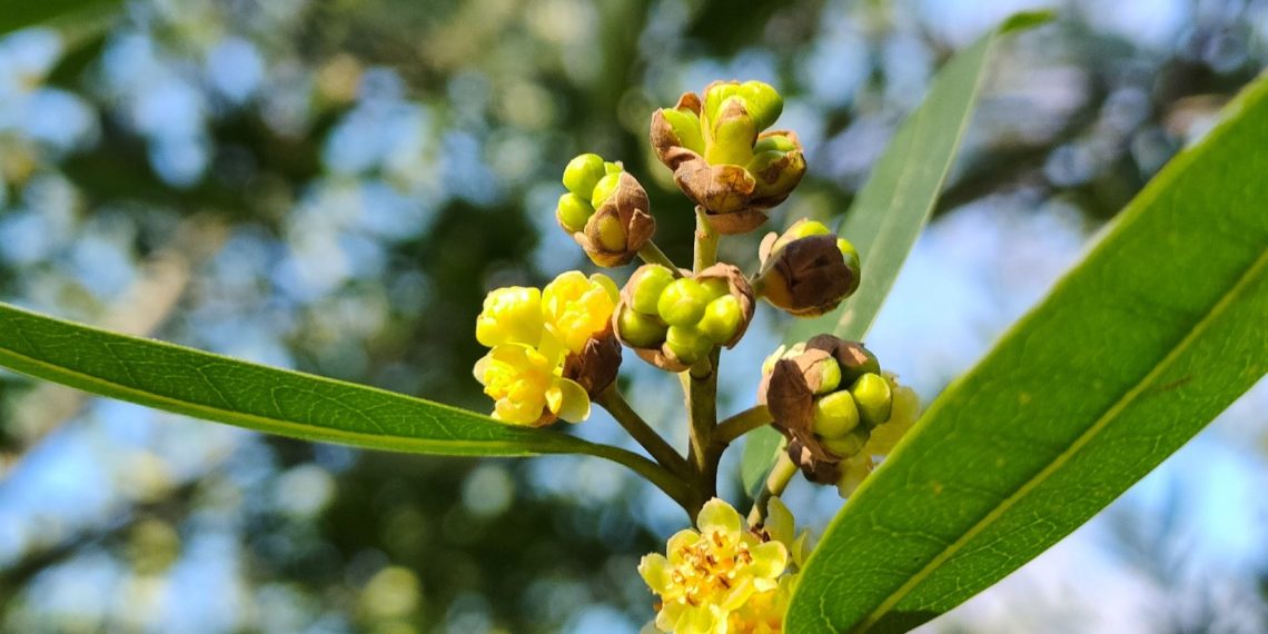 Калифорнийский лавр распустился в сочинском «Дендрарии»