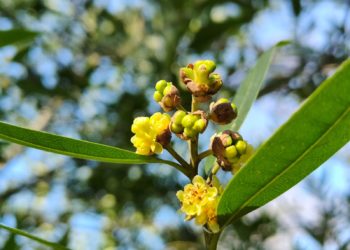 Калифорнийский лавр распустился в сочинском «Дендрарии»