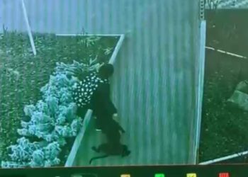 В Армавире собака пыталась растерзать девочку: животное поместили в приют