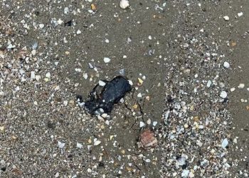 На Кубани у мыса Панагия обнаружили повторные выбросы мазута