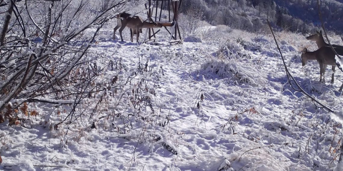На «Роза Хутор» поддерживают оленей и косуль в зимний период