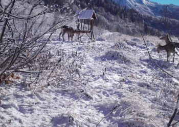 На «Роза Хутор» поддерживают оленей и косуль в зимний период