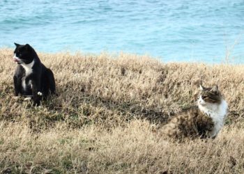 Туроператоры прогнозируют стабильный туристический сезон в Анапе