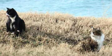 Туроператоры прогнозируют стабильный туристический сезон в Анапе