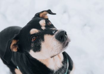 В Краснодаре отловят 461 бездомное животное за 5,4 млн рублей