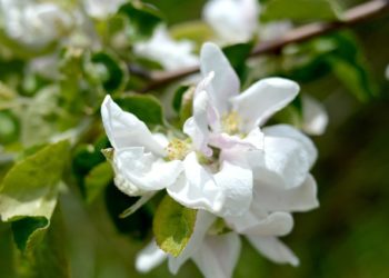 Погода на 8 марта: Кубань встретит весну с холодом и ветром