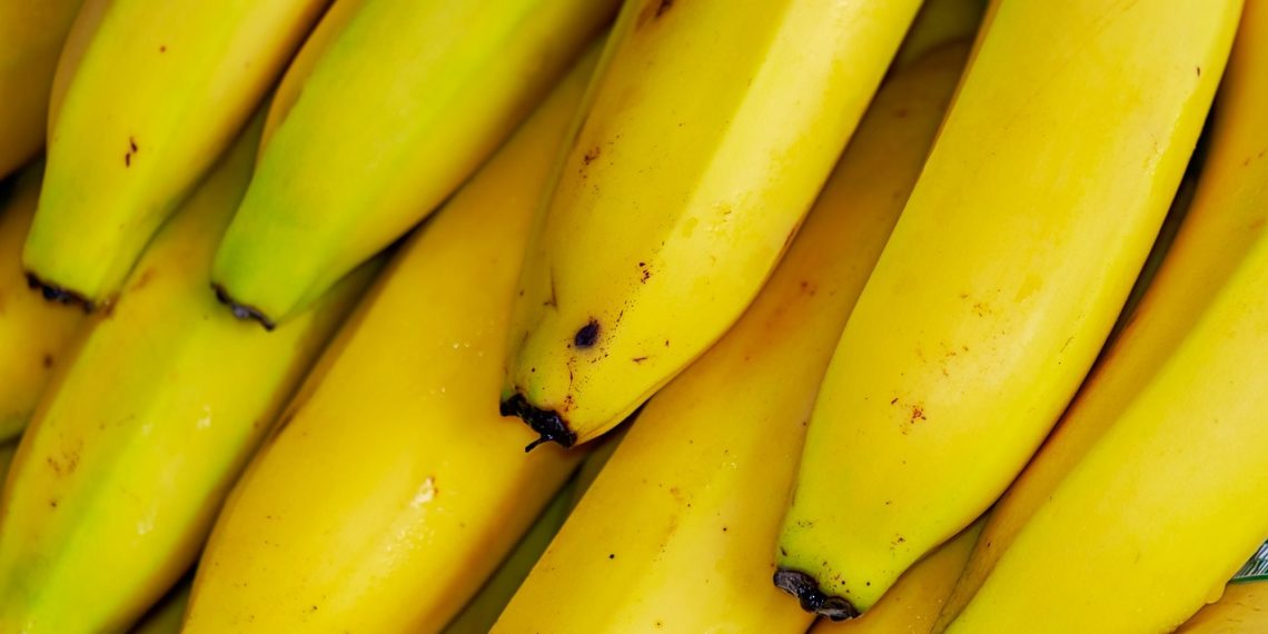 В Сочи запланировали строительство банановых теплиц к 2025 году