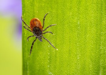 В Краснодарском крае активизировались клещи: что ожидать жителям