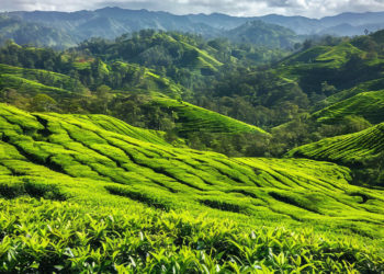 Кубань столкнулась со снижением урожая чая в прошлом году