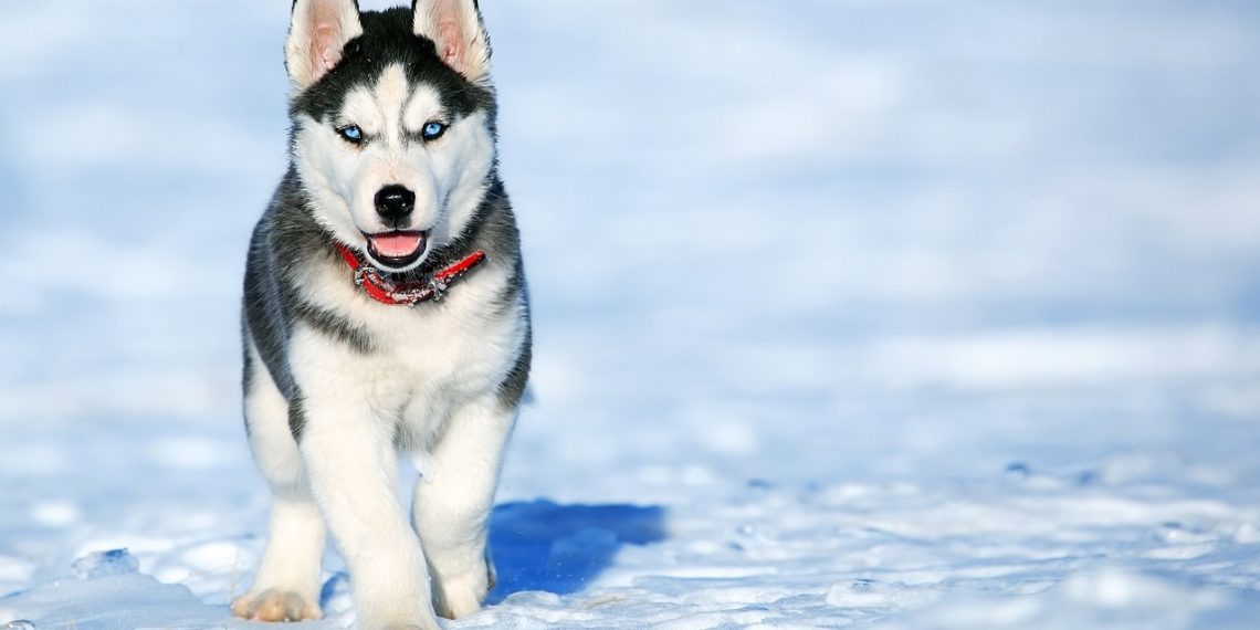 В Сочи усыпили собак, покусавших 9-летнего мальчика во дворе