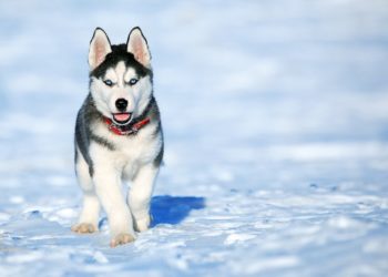 В Сочи усыпили собак, покусавших 9-летнего мальчика во дворе