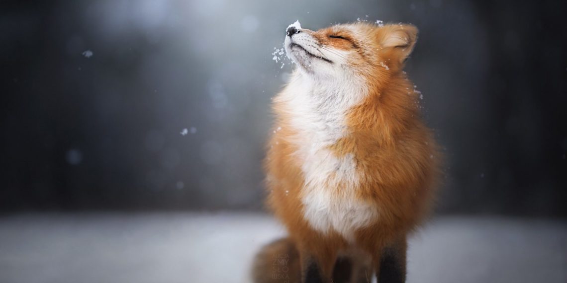 Любопытная лиса вышла на один из горнолыжных склонов Сочи