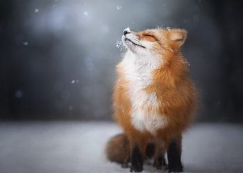 Любопытная лиса вышла на один из горнолыжных склонов Сочи