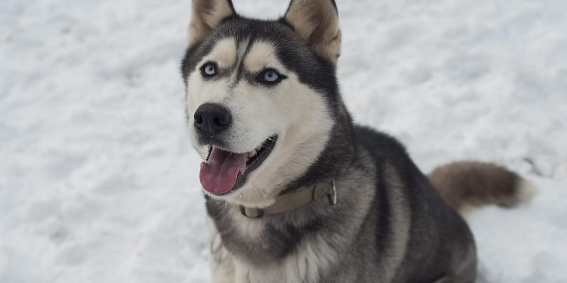 В Сочи владелец хаски, напавших на мальчика, получил подписку о невыезде