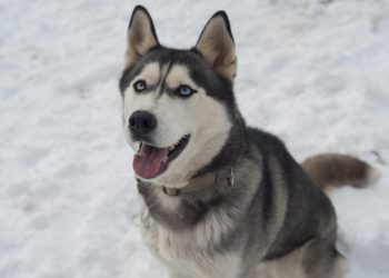В Сочи владелец хаски, напавших на мальчика, получил подписку о невыезде