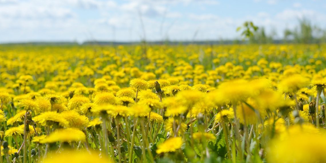 Сезон весенней аллергии в Сочи начнется на месяц раньше обычного