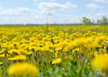 Сезон весенней аллергии в Сочи начнется на месяц раньше обычного