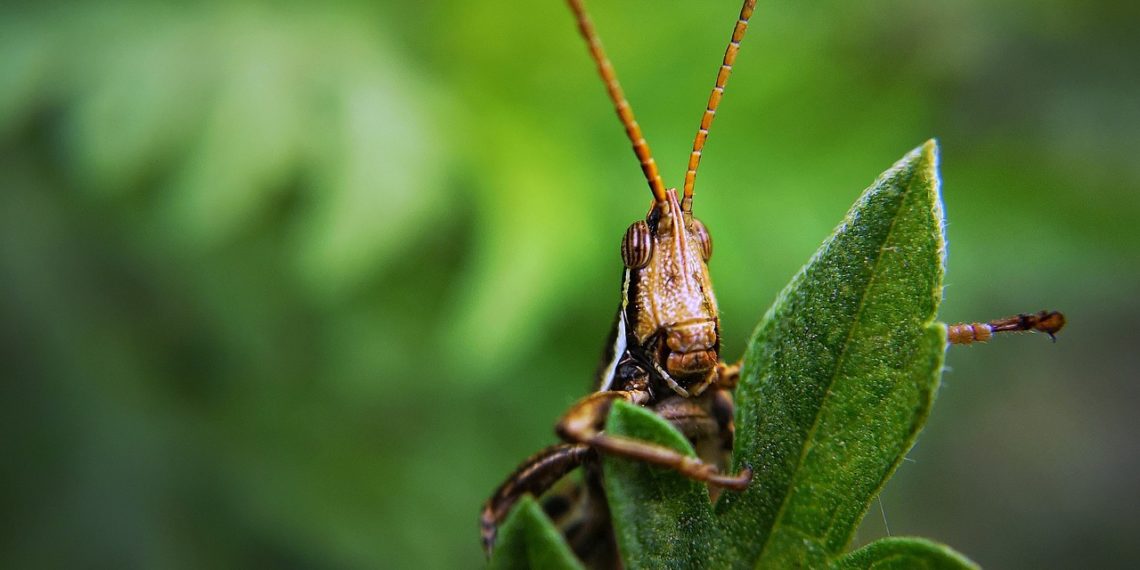 На борьбу с саранчой в Краснодарском крае выделили 1,6 млн рублей