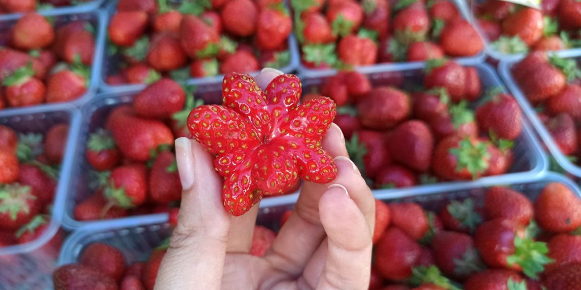 В Сочи планируют увеличить урожай ягод в 6 раз к 2035 году