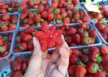 В Сочи планируют увеличить урожай ягод в 6 раз к 2035 году